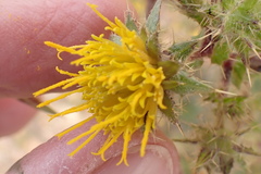 Berkheya onobromoides carlinoides