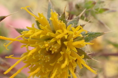 Berkheya onobromoides carlinoides