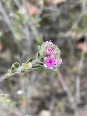 Kunzea parvifolia