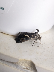 Chrysodeixis argentifera