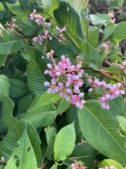 Koenigia campanulata