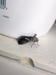 Chrysodeixis argentifera