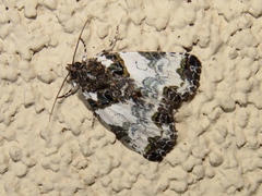 Cerma cerintha