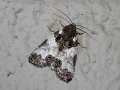 Cerma cerintha