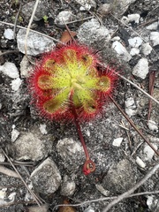Drosera xerophila