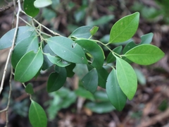 Ilex goshiensis