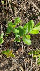 Xylosma flexuosa