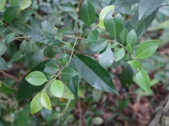 Ilex goshiensis