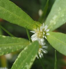 Alternanthera sessilis