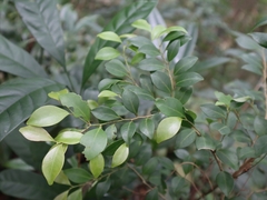 Ilex goshiensis