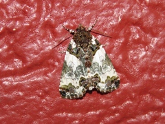 Cerma cerintha