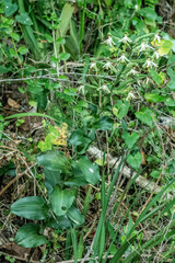 Bonatea speciosa