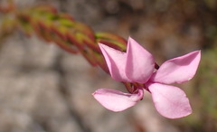 Acmadenia trigona