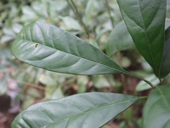 Osmanthus matsumuranus