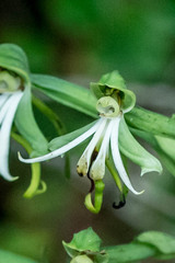 Bonatea speciosa