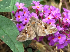 Chrysodeixis includens
