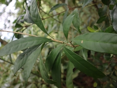 Osmanthus matsumuranus