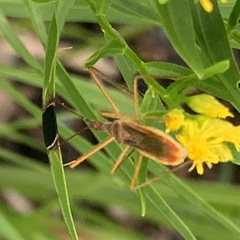 Zelus cervicalis