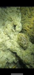 Cypraea tigris