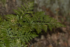 Davallia canariensis