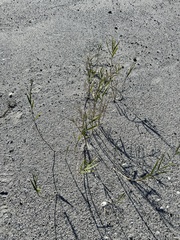 Phragmites australis