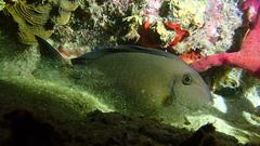 Acanthurus chirurgus