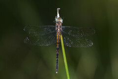 Hemicordulia australiae