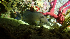 Acanthurus chirurgus