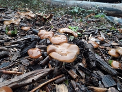 Psilocybe cyanescens