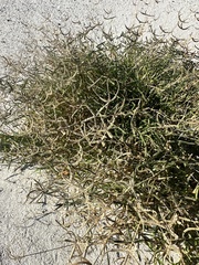 Dactyloctenium aegyptium