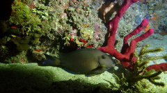 Acanthurus chirurgus