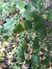 Crataegus monogyna