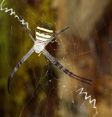 Argiope