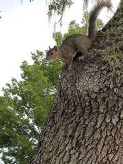 Sciurus carolinensis