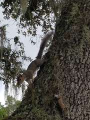 Sciurus carolinensis