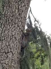 Sciurus carolinensis