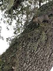 Sciurus carolinensis