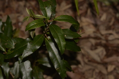 Cinnamomum oliveri