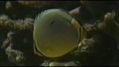 Chaetodon trifasciatus