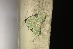 Leuconycta diphteroides