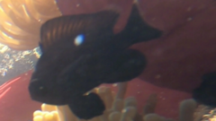 Dascyllus trimaculatus