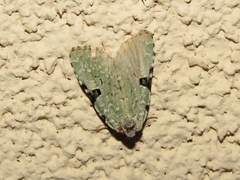 Leuconycta diphteroides