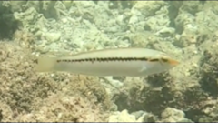 Halichoeres scapularis