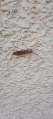 Ophion obscuratus