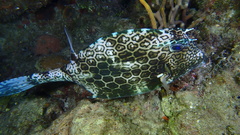 Acanthostracion polygonium