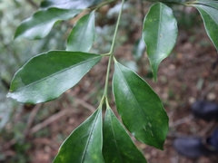 Euonymus laxiflorus