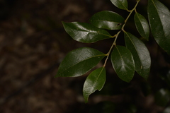 Cryptocarya dorrigoensis