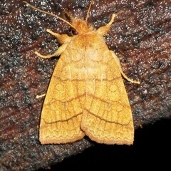 Pyreferra hesperidago