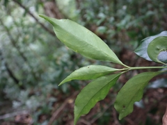 Euonymus laxiflorus