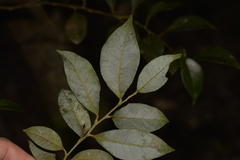 Cryptocarya dorrigoensis